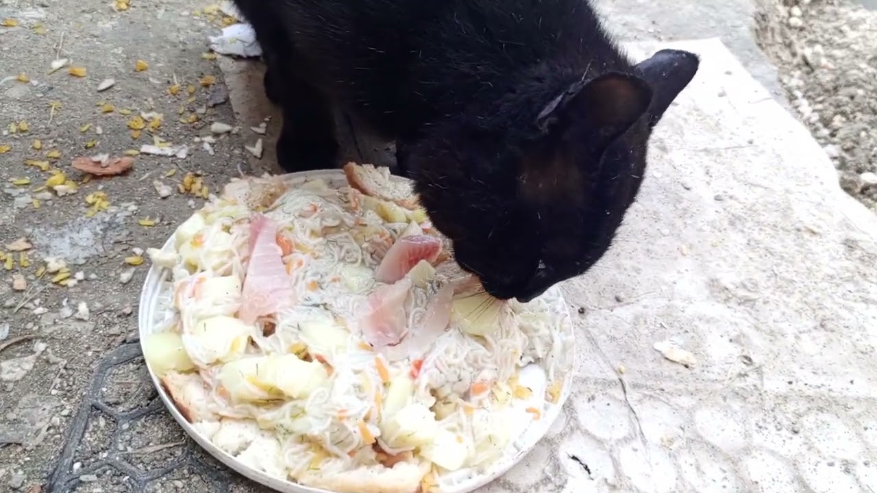 A street dog gave up food to a cat.Haw animals share food. ASMR