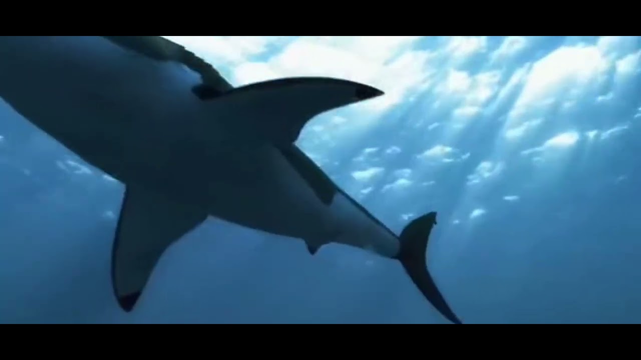 5 headed shark attack [2017] - female shark screen time