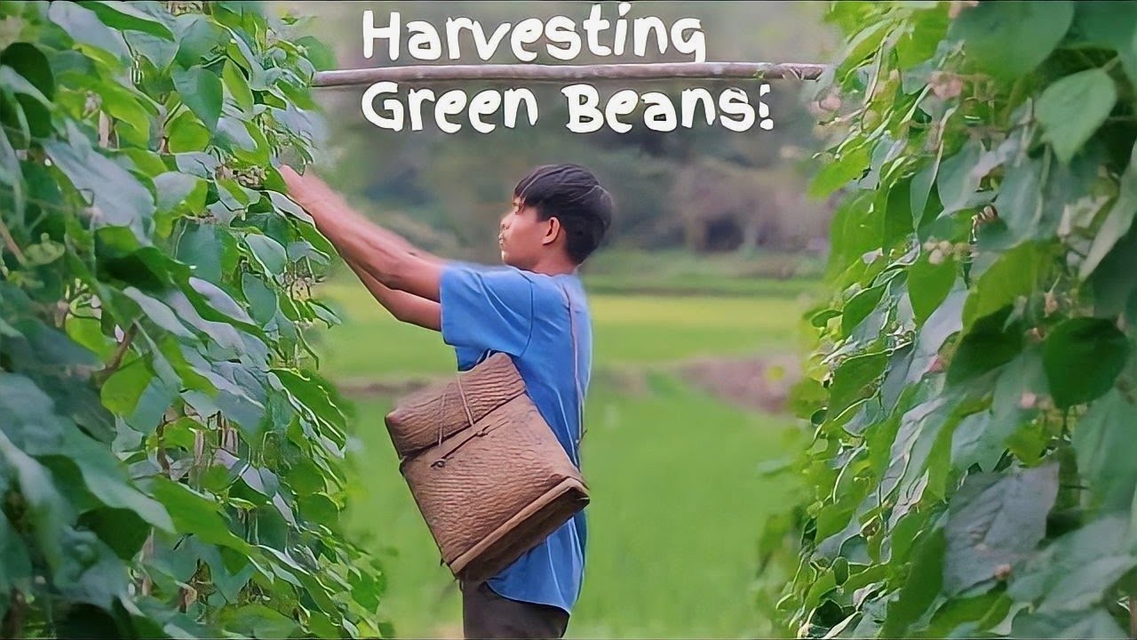 Harvesting beans, cooking lumpia and chocolate porridge!