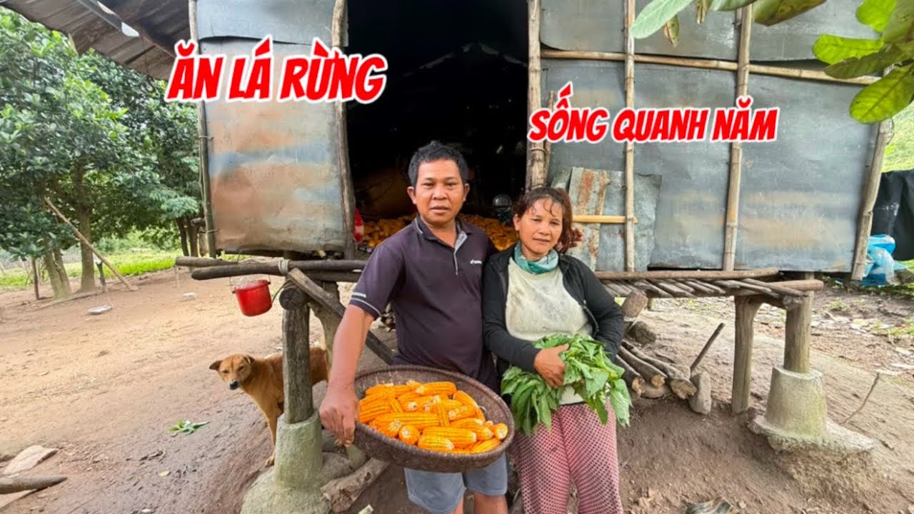 Ăn lá rừng.đôi vợ chồng sống núi cao dù nghèo nhưng hạnh phúc