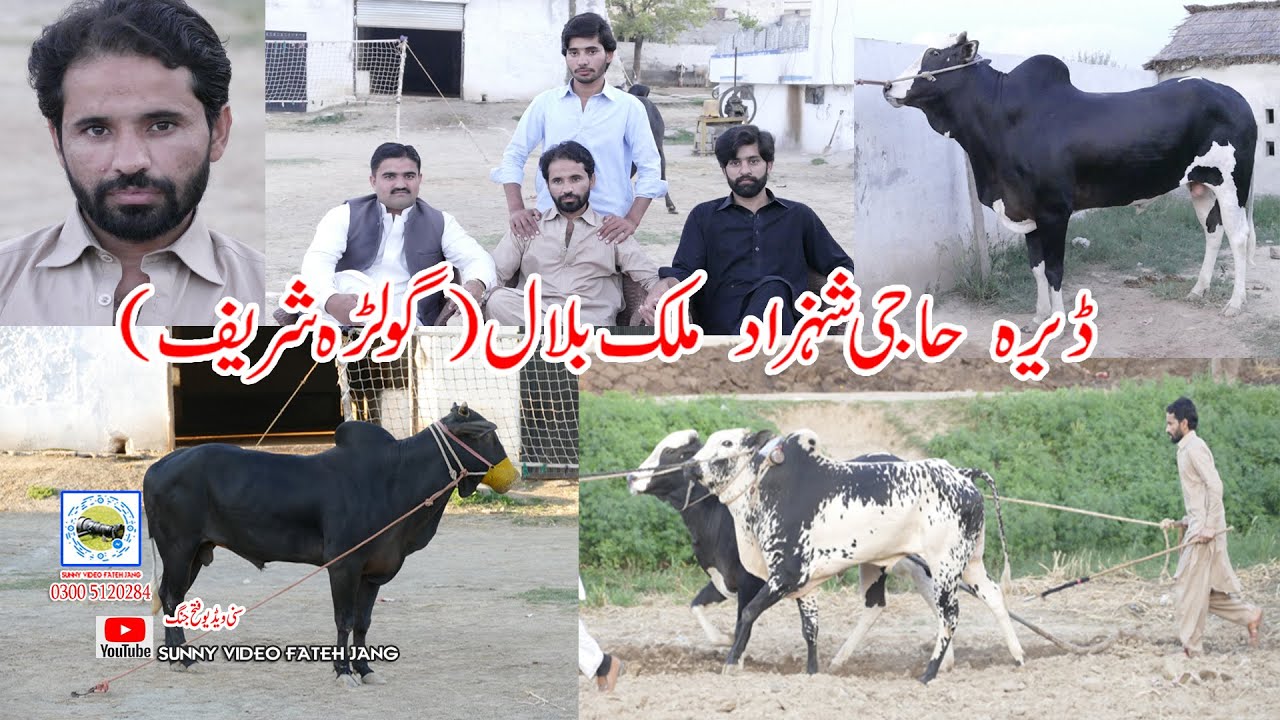 Sunny Video Fateh Jang Dera Malik Blail  Part1