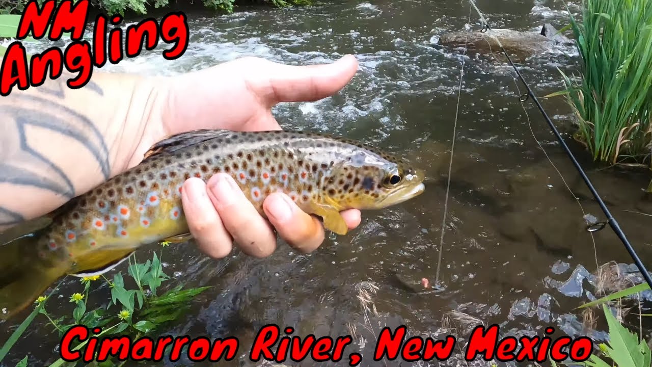 FISHING the CIMARRON RIVER in NEW MEXICO