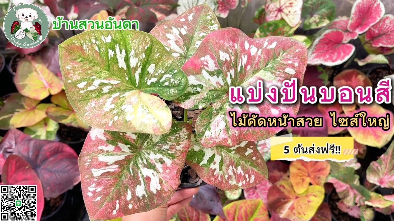 แบ่งปันบอนสีวันที่ 26 ก.พ. 2569 #บอนสี #caladium #garden #plants #ไม้ด่าง #plantlover #shorts 