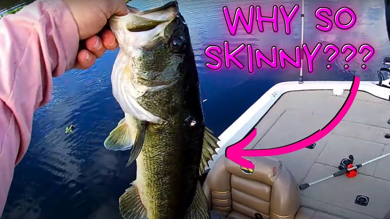 Rodman Reservoir Bass Fishing Around the Ramp