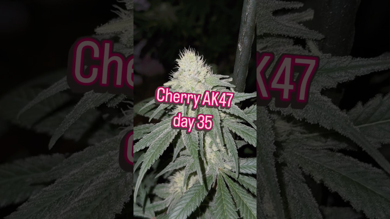 Cherry AK47 day 35
