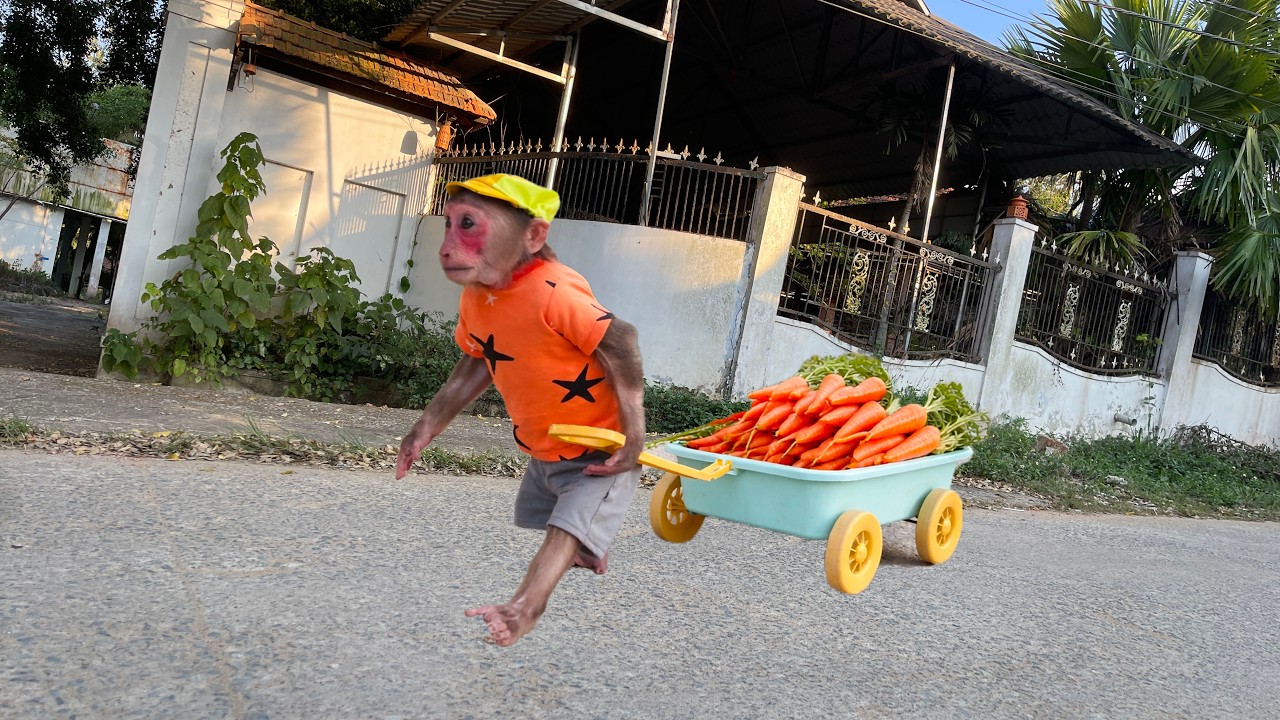 Smart Cubis Helps Dad Choose the Freshest Carrots at the Market for His Favorite Meal! 🥕