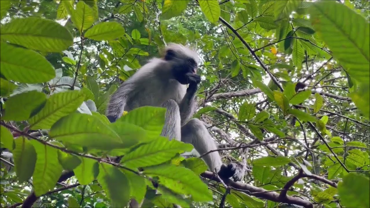 Roads of Zanzibar and excursion in Jozani forest & Spice Farm (Поездка в лес Джозани и сад специй)