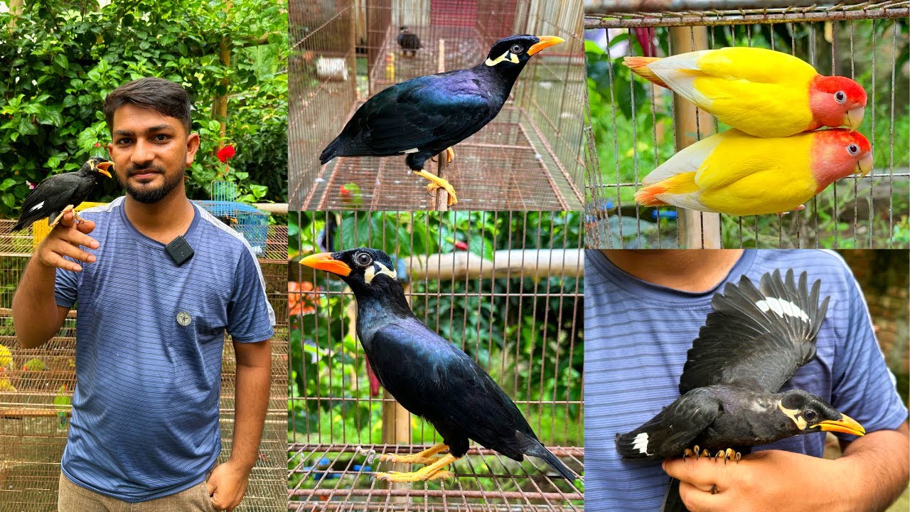 বিক্রীত | Sold: ময়না পাখির কালেকশন | বাচ্চা ময়না পাখি ও বিভিন্ন ধরনের লাভবার্ড পাখি | পেটস | Pets