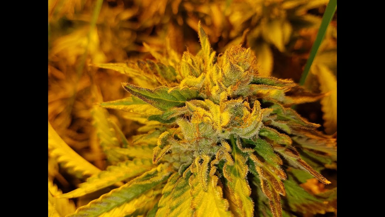 Sour Diesel 12 Plant Flower Update - Final Week