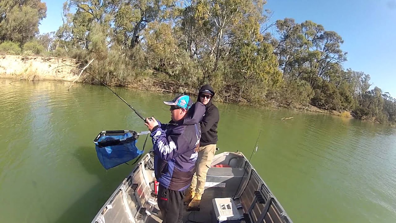 100cm Murray Cod On The Troll