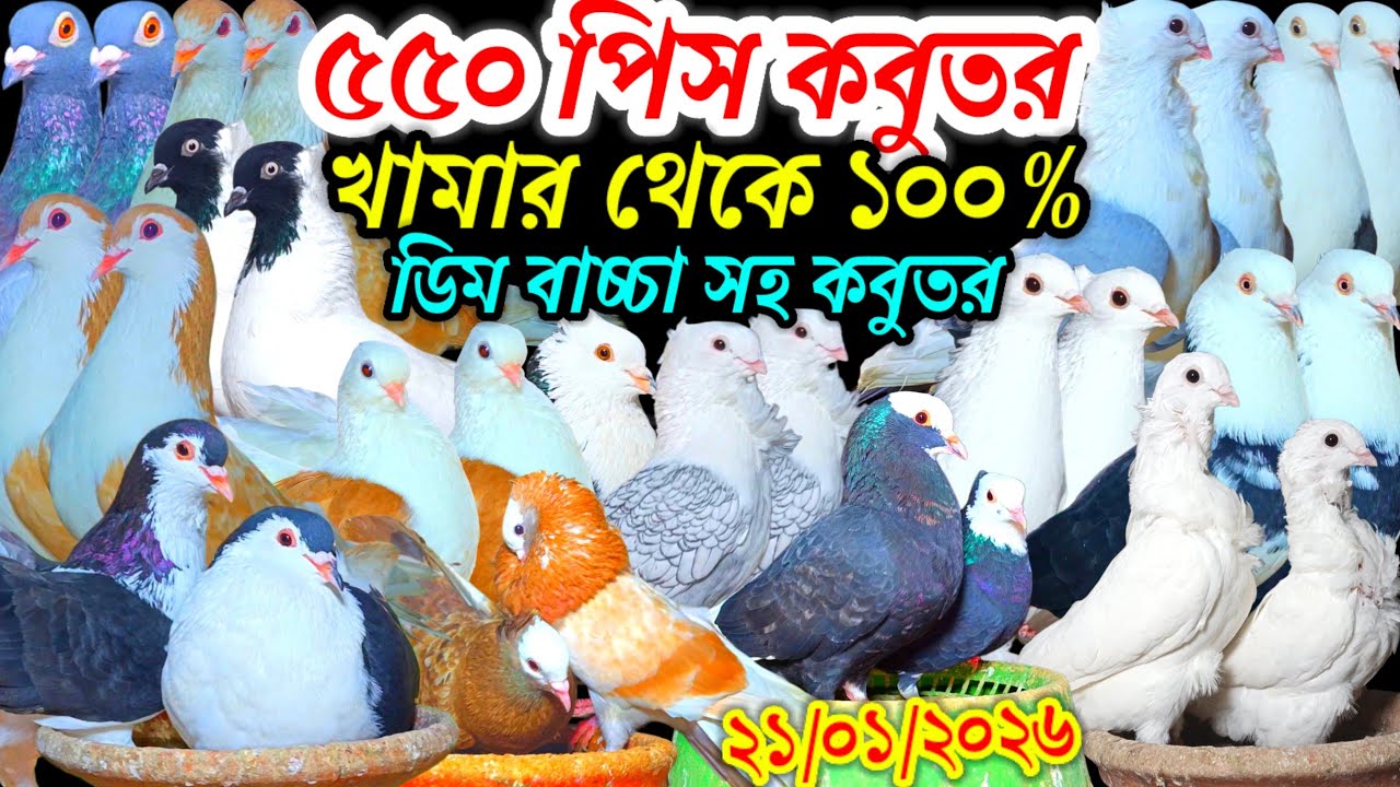৫৫০ পিস কবুতর খামার থেকে ১০০% ডিম বাচ্চা সহ কবুতর বিক্রি হবে ফেন্সি রেসার গোল্লা গিরিবাজ কবুতর