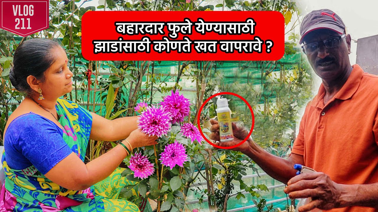 झाडांची चांगली वाढ होण्यासाठी आणि बहारदार फुले येण्यासाठी काय करावे ? कोणते खत वापरावे ? Vlog 211