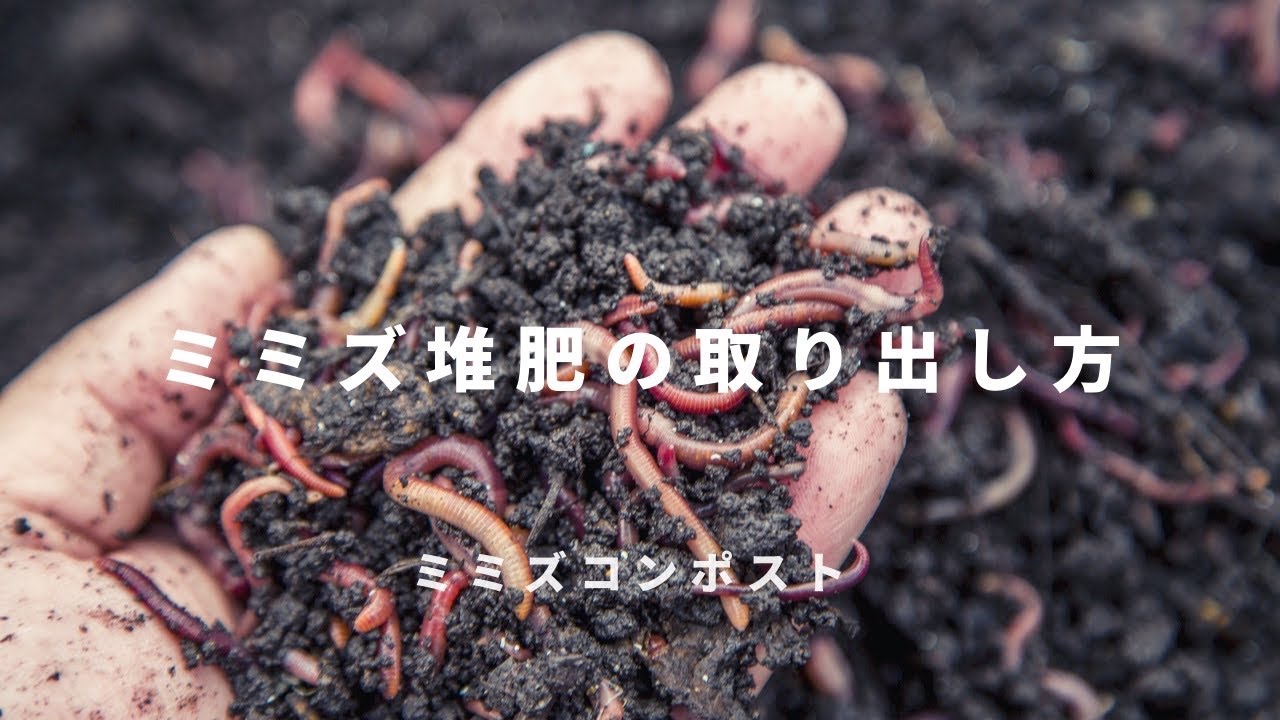 【ミミズコンポスト】ミミズ堆肥の取り出し方 #004