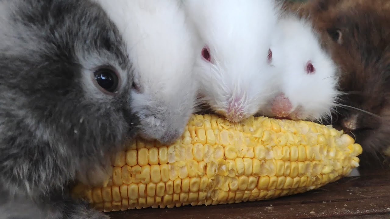 9 cute little rabbits eat corn with mother - cute bunnies ASMR