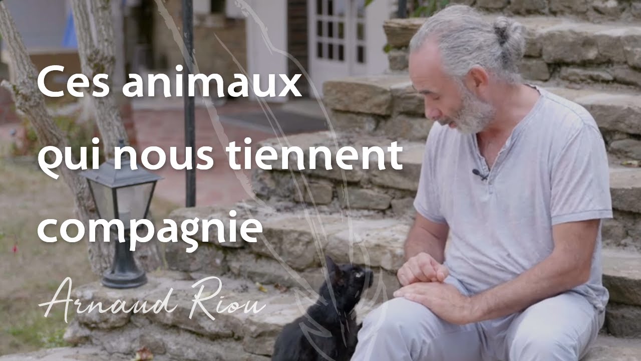 Ces animaux qui nous tiennent compagnie
