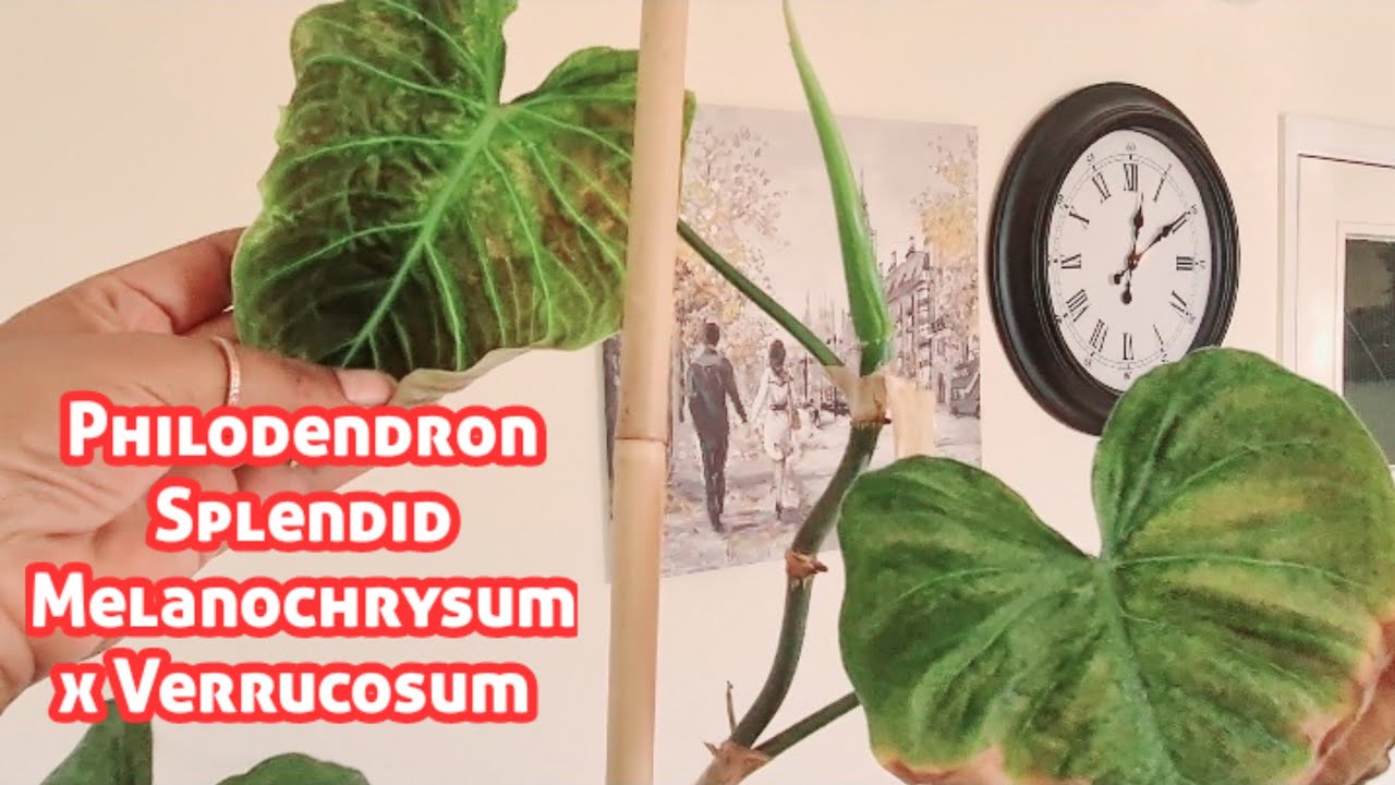Philodendron Splendid - Melanochrysum × Verrucosum Propagation - Ruby's Plants