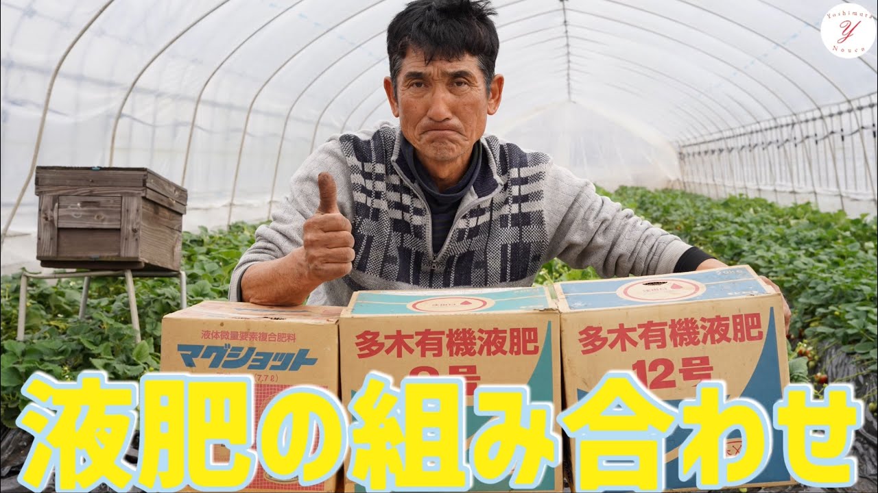 【いちご栽培】液肥の組み合わせ！多木有機液肥2号と多木有機液肥12号