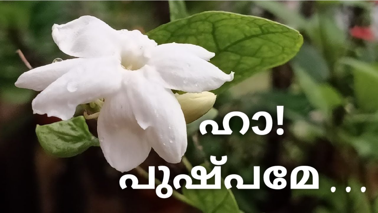 വീണപൂവ് |കുമാരനാശാൻ |മലയാളം കവിതകൾ |Veenapoovu|Kumaranashan