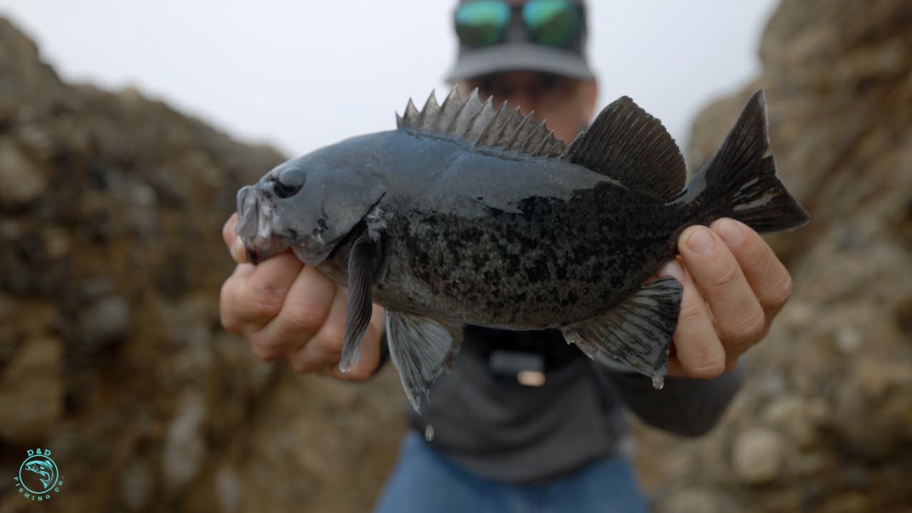 Fishing for Rockfish on the California Coast