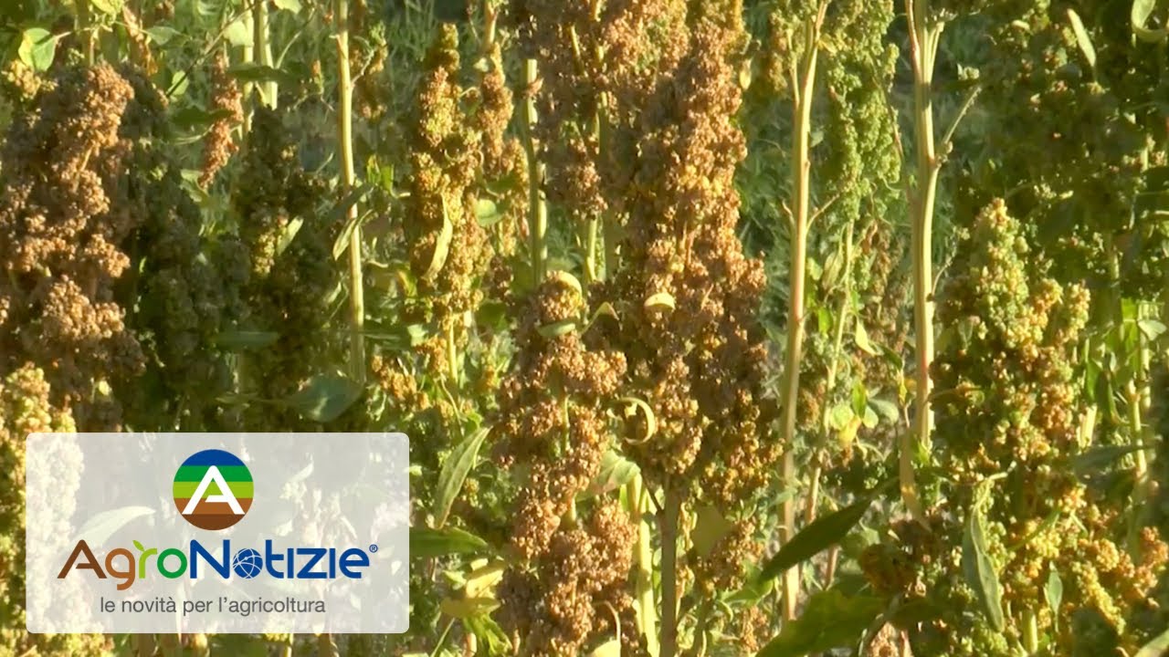 Quinoa made in Italy, la filiera è aperta