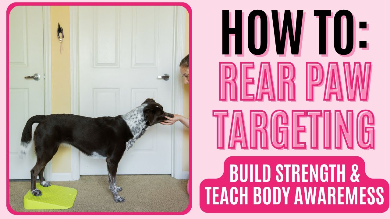 K9 Fitness Exercise How To: Rear Paw Targeting