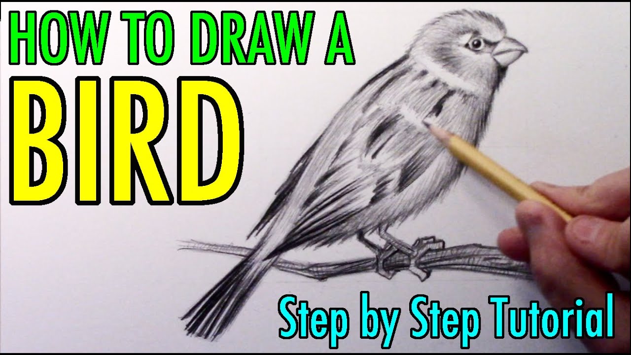 How to Draw a Bird: Narrated Step by Step