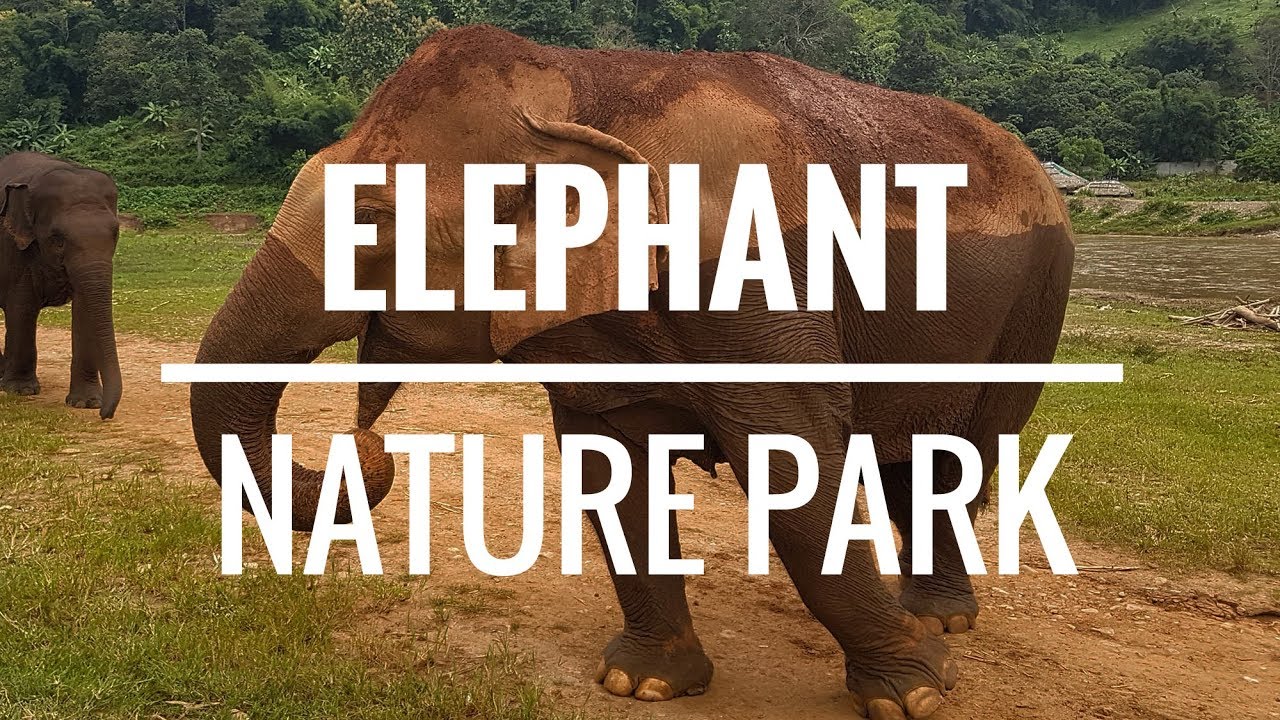 VIENDO ELEFANTES EN TAILANDIA EN EL ELEPHANT NATURE PARK DE CHIANG MAI 🐘 🇹🇭