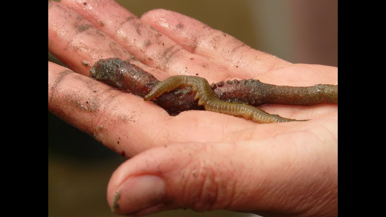 [Wissen] Wattwurm - Pierwurm - Ringelw&uuml;rmer - Wattenmeer - Wassertiere - Tiere