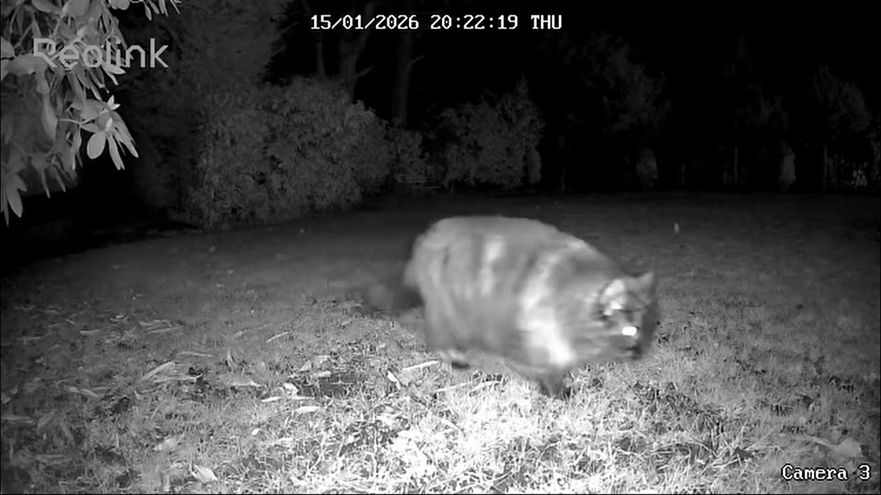 Nachts in unserem Garten