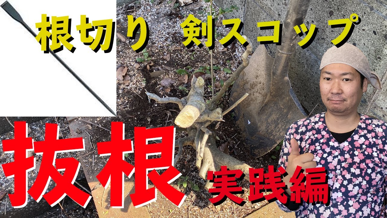 【庭木を抜いて処分】根切りを使った抜根と剣スコップを使った抜根を実際に見せます