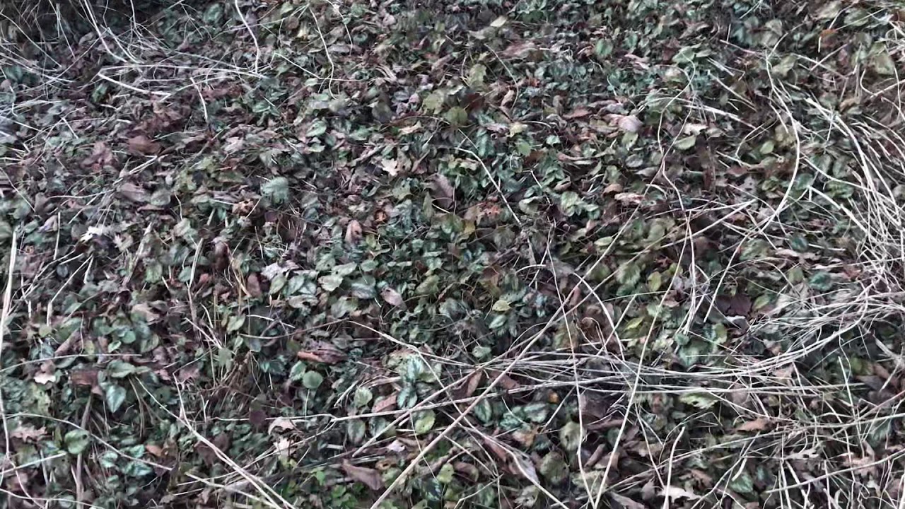 Permaculture Fabre pr&eacute;paration &agrave; une taille s&eacute;v&egrave;re