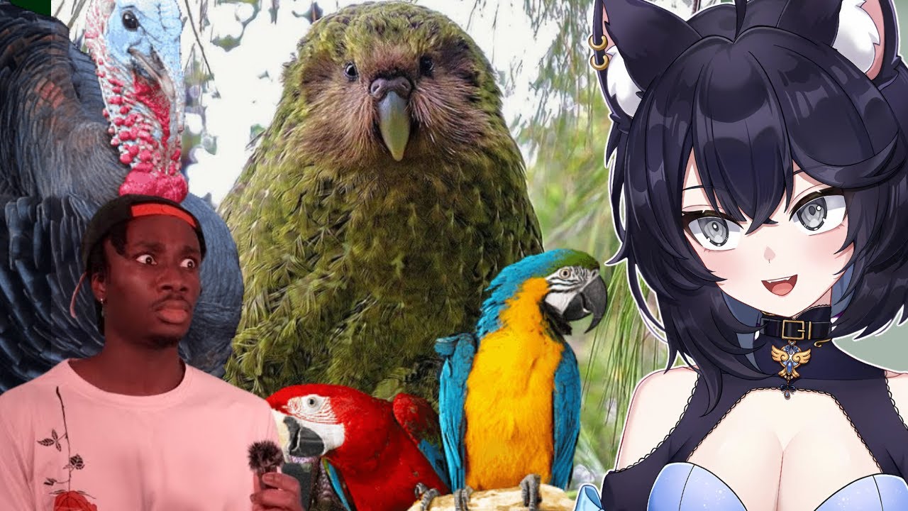 Biologist vtuber REACTS to the Science Behind Why Birds Find Us Attractive | Casual Geographic