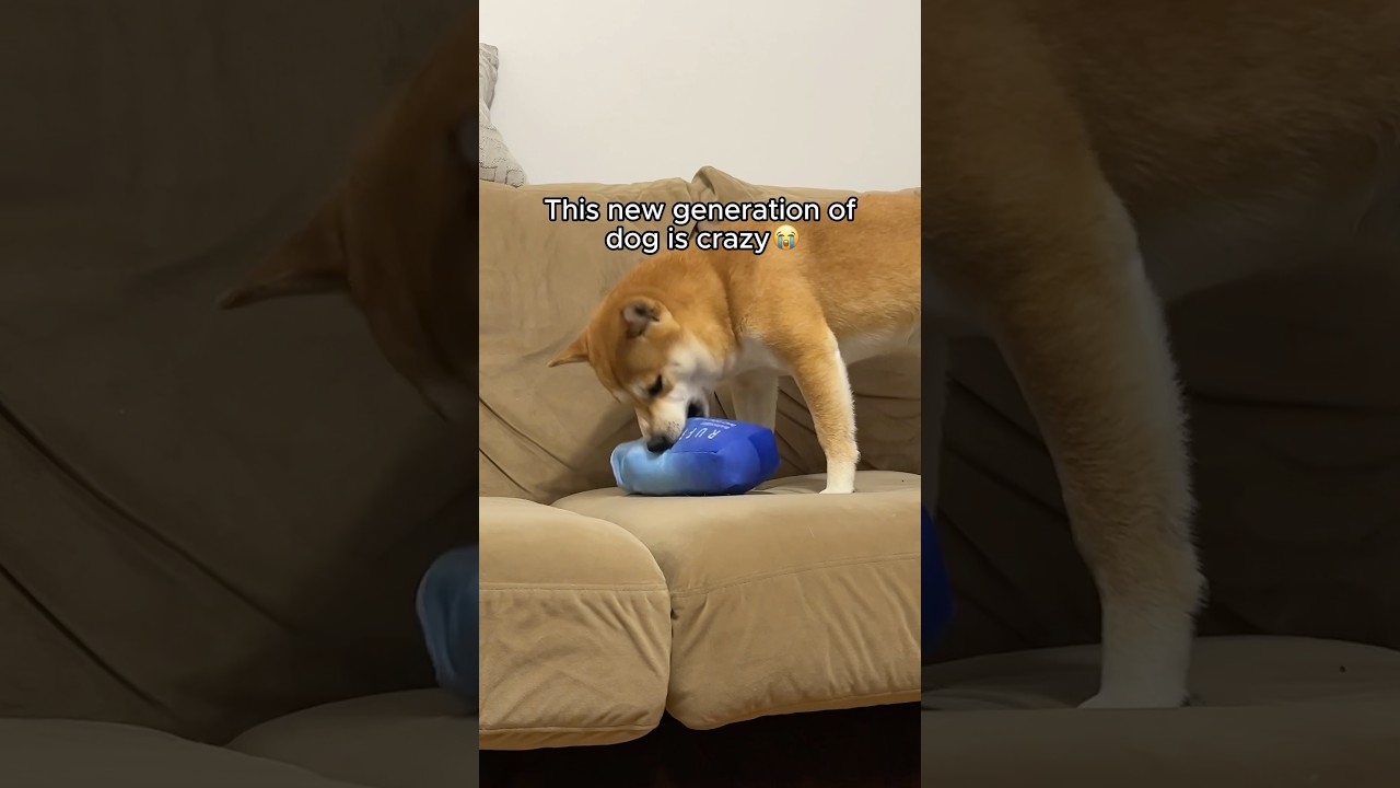 These new dog toys are so good 🤩