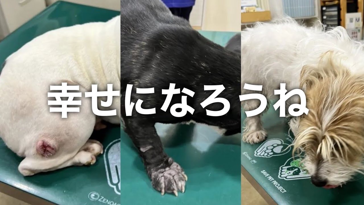 ３つの命の保護