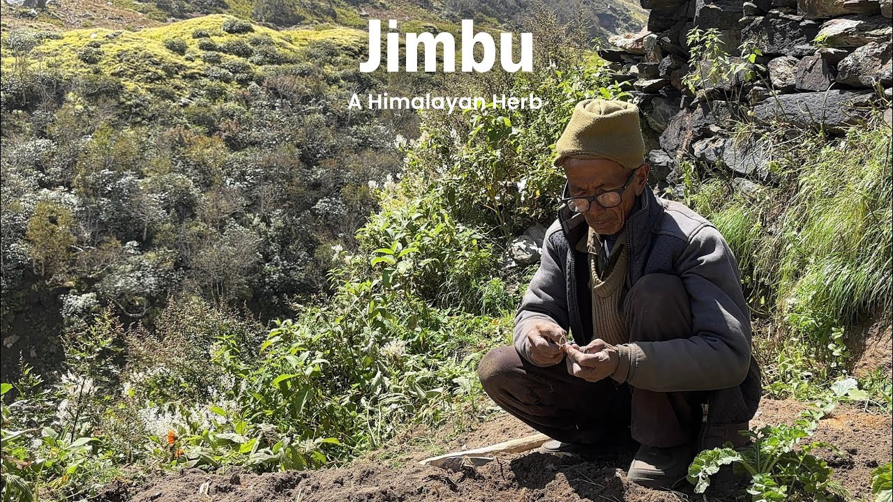 Jimbu : A Himalayan Herb | Cultivation & Benefits