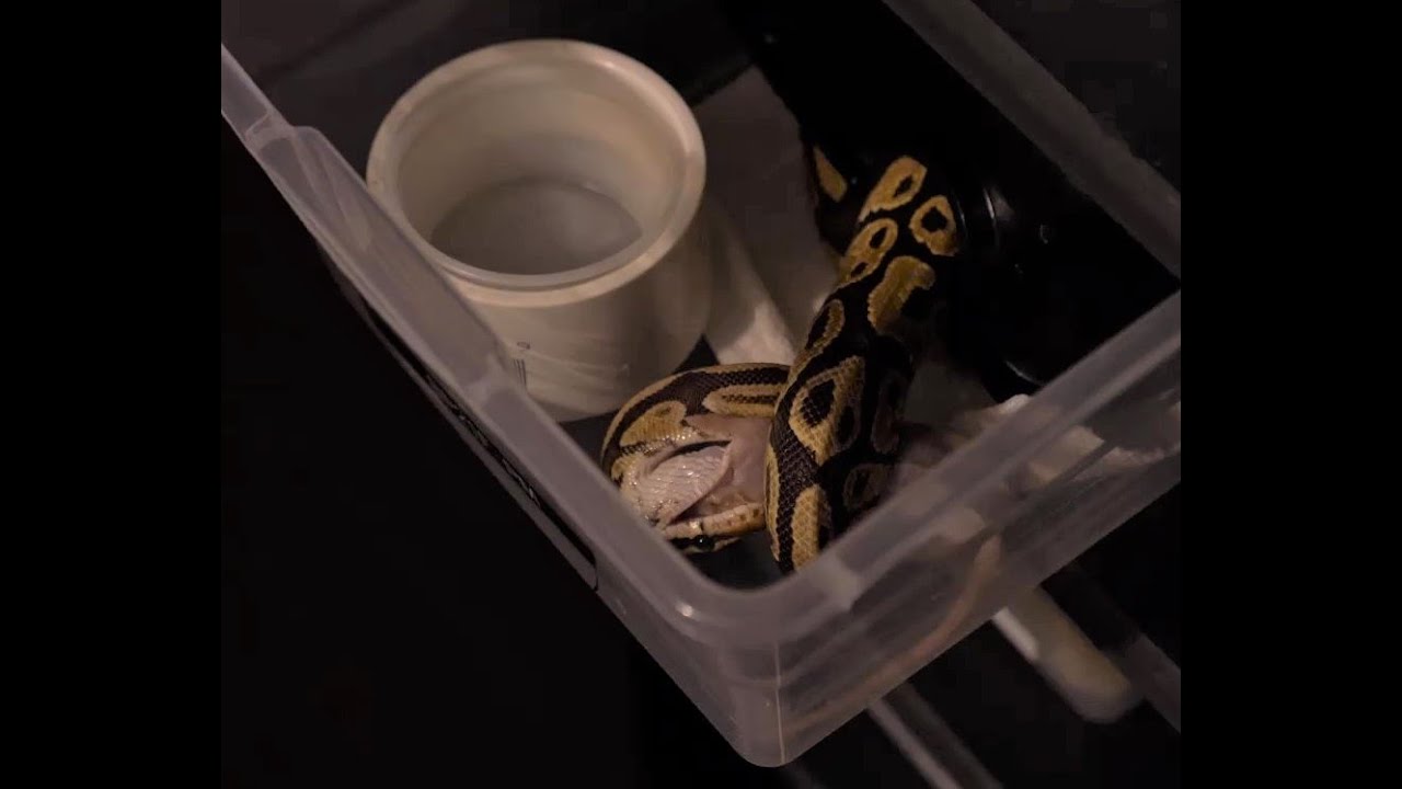 How We Prepare and Feed Frozen Thawed Rodents to Our Ball Pythons