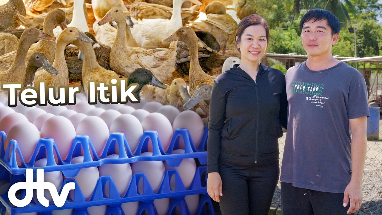 Pasangan Suami Isteri Ternak 2,000 Itik Penelur Dengan Dedak Buatan Sendiri | Kebun Kita Salted Egg