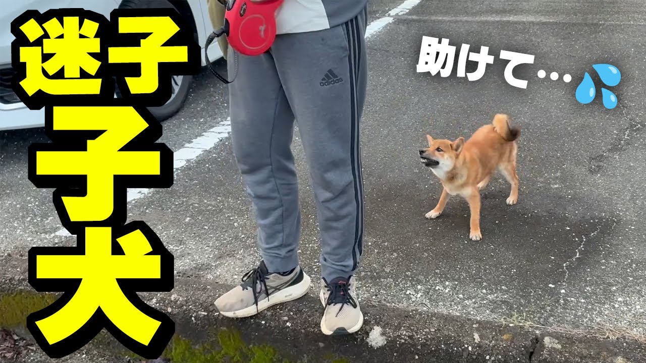 助けを求め迷子の子犬が現れ大混乱…まさかの結末に