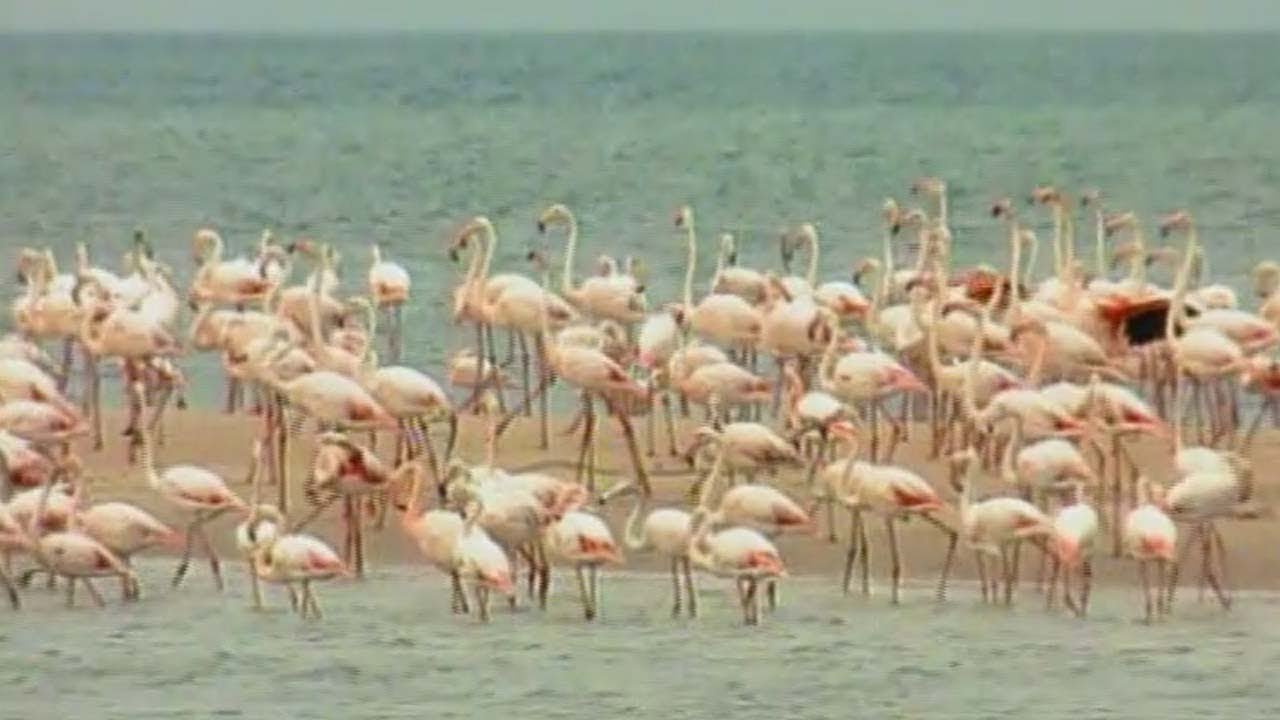 FLAMINGI - Encyklopedia zwierząt dla dzieci | filmy edukacyjne po polsku