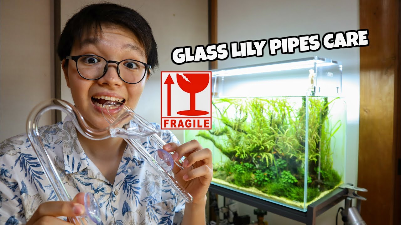 DON'T BREAK AQUARIUM LILY PIPES! How to Properly Handle & Clean Glass Lily Pipes