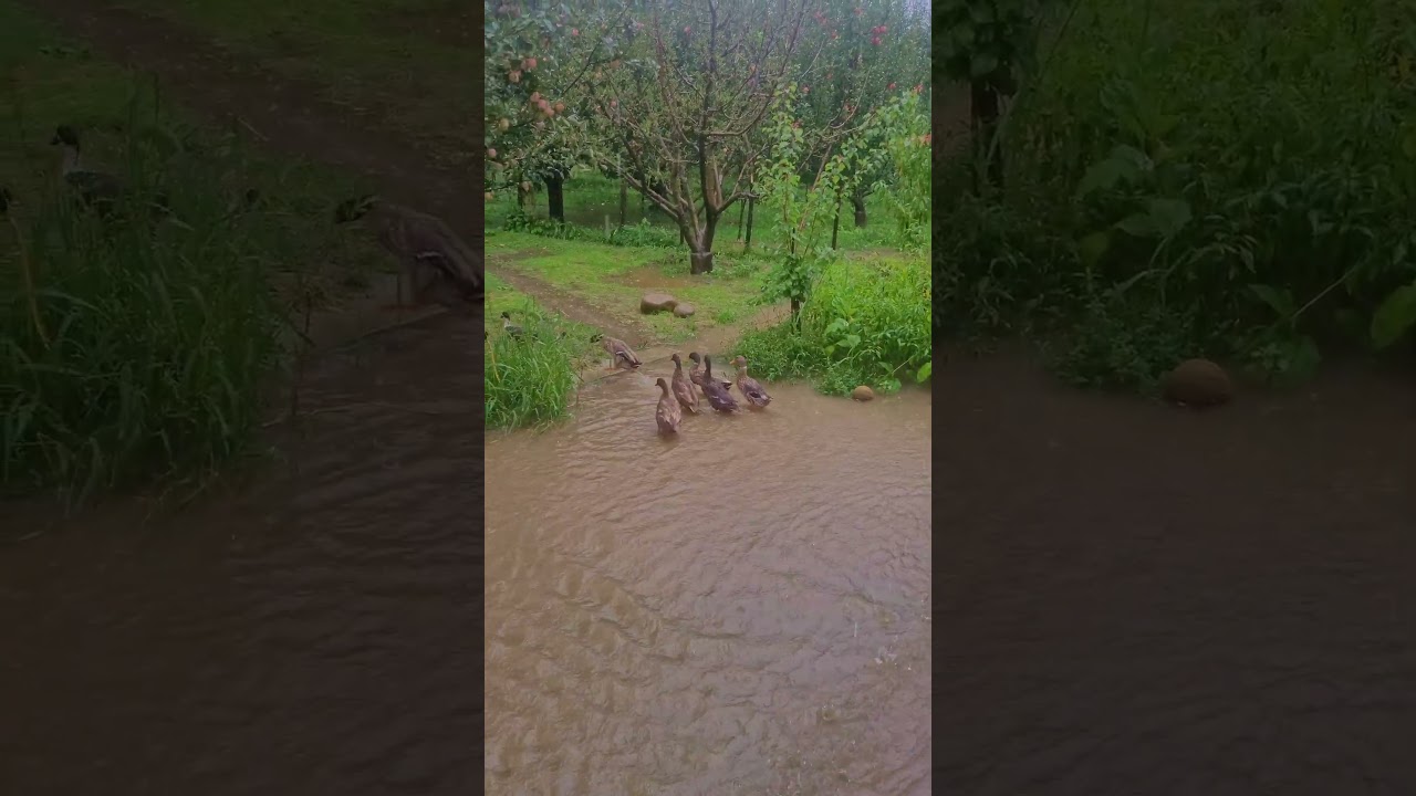 Heavy Rain in Kashmir 🌧️🦆 | Ducks & Red Apple Orchard