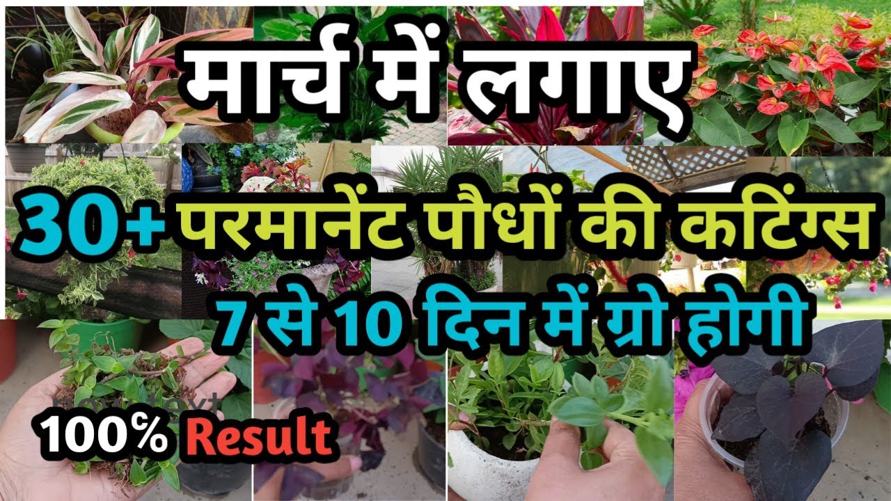मार्च में लगाए 30+ परमानेंट पौधों की कटिंग्स || permanent plants grow by Cutting in march