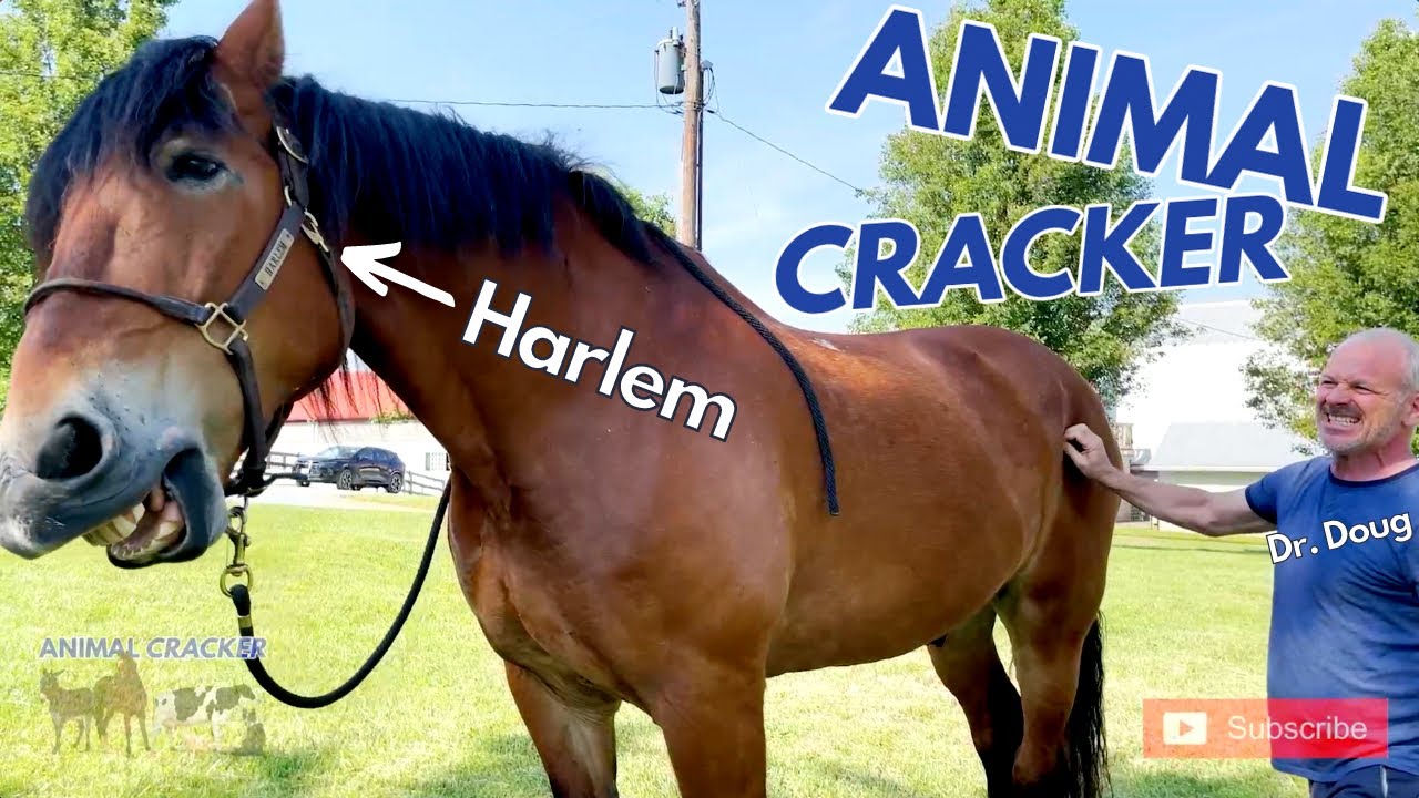 🐴 1000kg. - DRAFT HORSE get his PAIN TICKLED AWAY! ~ ANIMAL CRACKER!