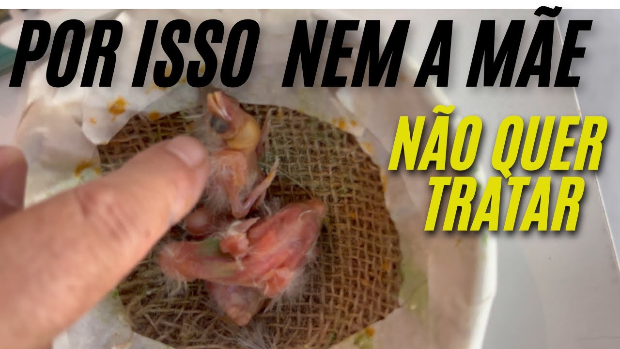 ⚠️ TRATAMENTO COM TYLAN, &ldquo;Voc&ecirc; pode estar perdendo filhotes pelo mesmo motivo e nem sabe o porqu&ecirc;!&rdquo;