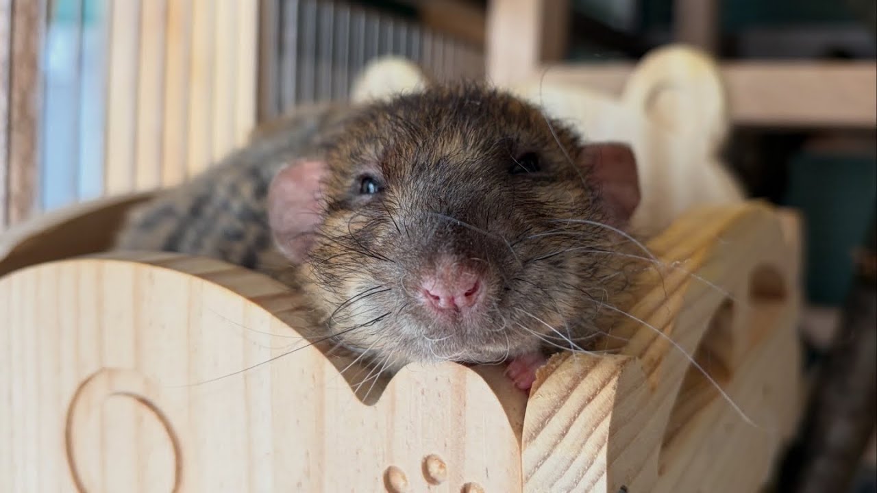 Ratten Leckerlis backen mit den Chaos Kartoffeln 🥔🐀 alles geht schief 🫣😂