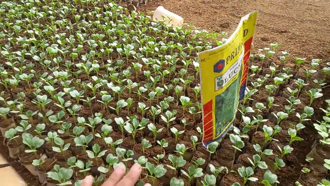 Proses Penyemaian Sayuran Sebelum Pindah Tanam