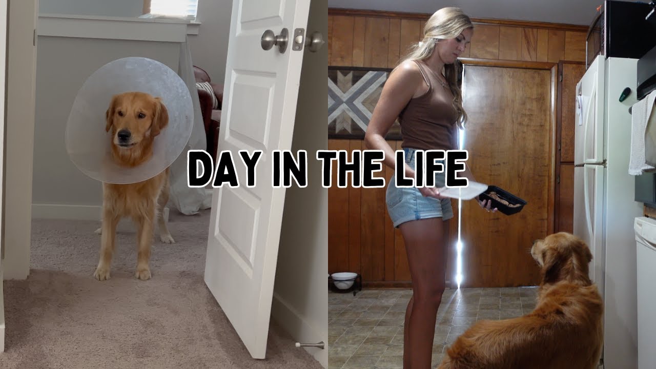 VLOG | A day in the life with a golden retriever