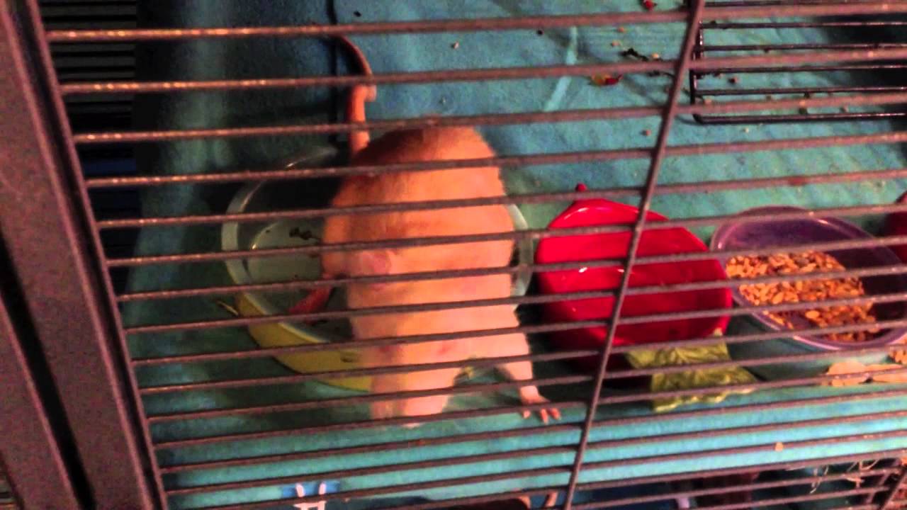 Rat Care Daily Routine
