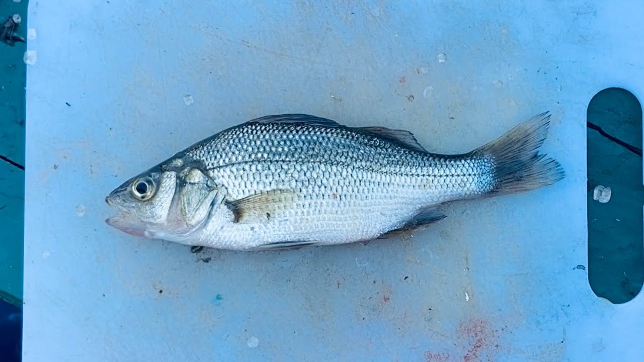 How to Fillet White Perch!! - QUICK and EASY