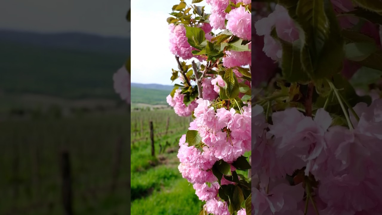 Розлив кокура 2023 #sevastopol #wine #spring #winemakers #biodynamic #biodynamicfarming #nature